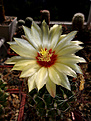 Нажмите на изображение для увеличения.

Название:	Thelocactus setispinus.jpg
Просмотров:	155
Размер:	338.2 Кб
ID:	373326