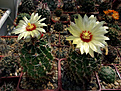 Нажмите на изображение для увеличения.

Название:	Thelocactus setispinus .jpg
Просмотров:	157
Размер:	338.7 Кб
ID:	373327
