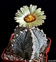 Нажмите на изображение для увеличения.

Название:	Astrophytum сv 5 ribs..JPG
Просмотров:	135
Размер:	172.9 Кб
ID:	373331