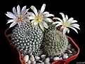 Нажмите на изображение для увеличения.

Название:	Rebutia kariusiana v albiflora.JPG
Просмотров:	163
Размер:	261.1 Кб
ID:	373332