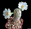 Нажмите на изображение для увеличения.

Название:	Mammillaria theresae f.albiflora.JPG
Просмотров:	137
Размер:	122.9 Кб
ID:	373335