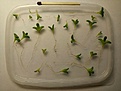 Нажмите на изображение для увеличения.

Название:	Titanopsis_primosii.jpg
Просмотров:	404
Размер:	97.6 Кб
ID:	373347