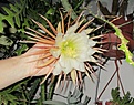 Нажмите на изображение для увеличения.

Название:	IMG_8642 (1000x783).jpg
Просмотров:	359
Размер:	418.5 Кб
ID:	373382