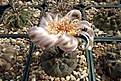 Нажмите на изображение для увеличения.

Название:	Gymnocalycium berchtii.JPG
Просмотров:	467
Размер:	489.6 Кб
ID:	373403