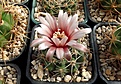 Нажмите на изображение для увеличения.

Название:	Gymnocalycium bicolor.JPG
Просмотров:	450
Размер:	480.7 Кб
ID:	373404