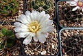 Нажмите на изображение для увеличения.

Название:	Gymnocalycium gibbosum.JPG
Просмотров:	457
Размер:	397.7 Кб
ID:	373405