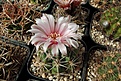 Нажмите на изображение для увеличения.

Название:	Gymnocalycium hybopleurum.JPG
Просмотров:	427
Размер:	396.9 Кб
ID:	373406