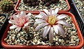 Нажмите на изображение для увеличения.

Название:	Gymnocalycium nataliae GN.JPG
Просмотров:	413
Размер:	456.1 Кб
ID:	373407