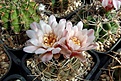 Нажмите на изображение для увеличения.

Название:	Gymnocalycium pugionacanthum.JPG
Просмотров:	459
Размер:	437.9 Кб
ID:	373408