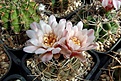 Нажмите на изображение для увеличения.

Название:	Gymnocalycium pugionacanthum.JPG
Просмотров:	419
Размер:	437.9 Кб
ID:	373408