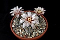 Нажмите на изображение для увеличения.

Название:	Gymnocalycium prochazkianum.JPG
Просмотров:	460
Размер:	296.7 Кб
ID:	373409