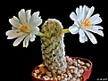 Нажмите на изображение для увеличения.

Название:	Mammillaria theresae f.albiflora..JPG
Просмотров:	182
Размер:	165.1 Кб
ID:	373457