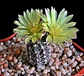 Нажмите на изображение для увеличения.

Название:	Gymnocalycium andreae var. fechseri .JPG
Просмотров:	190
Размер:	216.3 Кб
ID:	373458