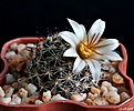 Нажмите на изображение для увеличения.

Название:	Mammillaria louisae.JPG
Просмотров:	189
Размер:	225.9 Кб
ID:	373461
