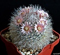 Нажмите на изображение для увеличения.

Название:	Mammillaria bocasana v.roseiflora.JPG
Просмотров:	192
Размер:	244.3 Кб
ID:	373468
