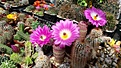 Нажмите на изображение для увеличения.

Название:	ECHINOCEREUS rigidissimus v rubispinus L088.jpg
Просмотров:	191
Размер:	425.8 Кб
ID:	373469