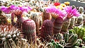 Нажмите на изображение для увеличения.

Название:	ECHINOCEREUS rigidissimus v rubispinus L088 (2).jpg
Просмотров:	193
Размер:	439.1 Кб
ID:	373470