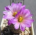 Нажмите на изображение для увеличения.

Название:	Escobaria_minima_SB423_8y.JPG
Просмотров:	194
Размер:	89.0 Кб
ID:	373475