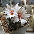 Нажмите на изображение для увеличения.

Название:	Turbinicarpus_macrochele_MZ700_8y.JPG
Просмотров:	188
Размер:	83.8 Кб
ID:	373476