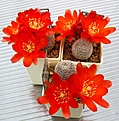 Нажмите на изображение для увеличения.

Название:	Aylostera_heliosa_solisioides_RH1024_8y.JPG
Просмотров:	188
Размер:	112.4 Кб
ID:	373478