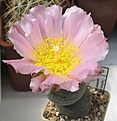 Нажмите на изображение для увеличения.

Название:	Tephrocactus_geometricus_JN516_6y.JPG
Просмотров:	190
Размер:	81.7 Кб
ID:	373480
