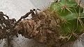 Нажмите на изображение для увеличения.

Название:	WP_20180605_001_1.jpg
Просмотров:	341
Размер:	297.2 Кб
ID:	373511