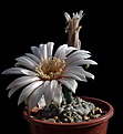 Нажмите на изображение для увеличения.

Название:	Gymnocalycium spec. (nataliae aff) VG-709.JPG
Просмотров:	445
Размер:	72.6 Кб
ID:	373577