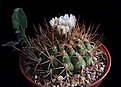Нажмите на изображение для увеличения.

Название:	Gymnocalycium sagleone (pflansii).JPG
Просмотров:	465
Размер:	164.1 Кб
ID:	373578