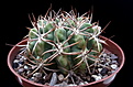 Нажмите на изображение для увеличения.

Название:	Gymnocalycium achirasense.JPG
Просмотров:	387
Размер:	171.5 Кб
ID:	373597