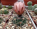 Нажмите на изображение для увеличения.

Название:	Gymnocalycium jochumii.JPG
Просмотров:	416
Размер:	465.6 Кб
ID:	373601