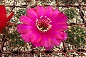 Нажмите на изображение для увеличения.

Название:	Lobivia cardenasiana v. rubriflora WR-498a.JPG
Просмотров:	525
Размер:	416.8 Кб
ID:	373621