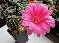 Нажмите на изображение для увеличения.

Название:	IMG_8746 (980x721).jpg
Просмотров:	913
Размер:	424.4 Кб
ID:	373628