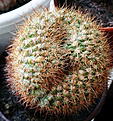 Нажмите на изображение для увеличения.

Название:	Notocactus tabularis.jpg
Просмотров:	184
Размер:	334.3 Кб
ID:	373660