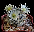 Нажмите на изображение для увеличения.

Название:	Mammillaria duwei..JPG
Просмотров:	134
Размер:	222.9 Кб
ID:	373667