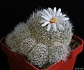 Нажмите на изображение для увеличения.

Название:	Mammillaria lenta.JPG
Просмотров:	147
Размер:	223.3 Кб
ID:	373673