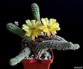 Нажмите на изображение для увеличения.

Название:	x Chamaelobivia hybrid cv.Yellow Bird.JPG
Просмотров:	151
Размер:	162.3 Кб
ID:	373674