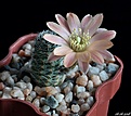 Нажмите на изображение для увеличения.

Название:	Mediolobivia rosalbiflora FR 1115.JPG
Просмотров:	153
Размер:	157.1 Кб
ID:	373677