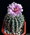 Нажмите на изображение для увеличения.

Название:	Gymnocalycium baldianum..JPG
Просмотров:	149
Размер:	155.2 Кб
ID:	373679