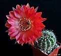 Нажмите на изображение для увеличения.

Название:	Echinopsis Tuffet + Madame Pele1.JPG
Просмотров:	127
Размер:	141.8 Кб
ID:	373682