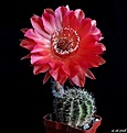 Нажмите на изображение для увеличения.

Название:	Echinopsis Tuffet + Madame Pele...JPG
Просмотров:	138
Размер:	132.8 Кб
ID:	373683