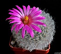 Нажмите на изображение для увеличения.

Название:	Mammillaria guelzowiana..JPG
Просмотров:	123
Размер:	197.3 Кб
ID:	373685