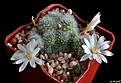 Нажмите на изображение для увеличения.

Название:	Aylostera albiflora..JPG
Просмотров:	138
Размер:	180.5 Кб
ID:	373686