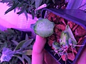 Нажмите на изображение для увеличения.

Название:	IMG_3382.JPG
Просмотров:	185
Размер:	261.8 Кб
ID:	373687