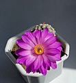 Нажмите на изображение для увеличения.

Название:	Mammillaria theresae.jpg
Просмотров:	152
Размер:	103.6 Кб
ID:	373738