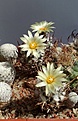 Нажмите на изображение для увеличения.

Название:	Turbinicarpus flaviflorus TCG13001.jpg
Просмотров:	124
Размер:	154.1 Кб
ID:	373740