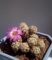Нажмите на изображение для увеличения.

Название:	Escobaria nellieae SB 423.jpg
Просмотров:	157
Размер:	134.9 Кб
ID:	373748