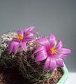 Нажмите на изображение для увеличения.

Название:	Mammillaria boolii.jpg
Просмотров:	166
Размер:	115.3 Кб
ID:	373749