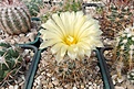 Нажмите на изображение для увеличения.

Название:	Coryphantha sp.JPG
Просмотров:	156
Размер:	479.7 Кб
ID:	373800