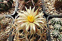 Нажмите на изображение для увеличения.

Название:	Coryphantha bumamma.JPG
Просмотров:	166
Размер:	409.8 Кб
ID:	373801
