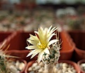Нажмите на изображение для увеличения.

Название:	Turbinicarpus krainzianus v. minimus.JPG
Просмотров:	161
Размер:	383.7 Кб
ID:	373802